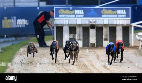 william hill greyhound results